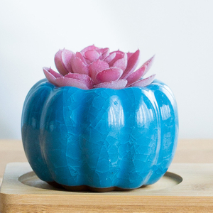 Maceta de calabaza pequeña y suculenta, jarrones pequeños para flores, jarrón de cerámica colorido, jarrones de interior, centros de mesa, decoración